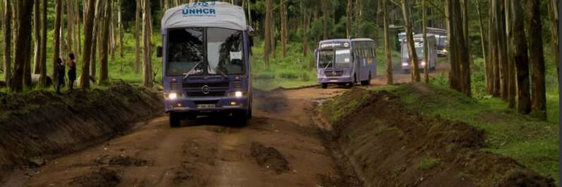 A convoy of buses on a dirt road